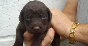 cat and dog breeders puppys for sale