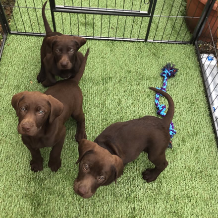 chocolate labrador puppies for sale rochester