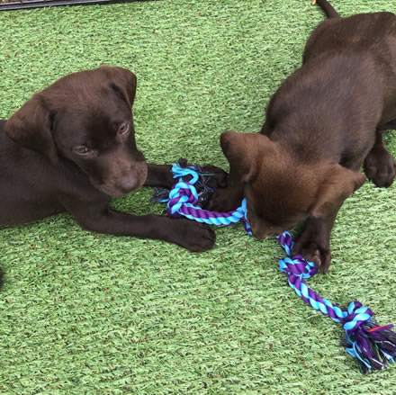 chocolate labrador puppies for sale kent